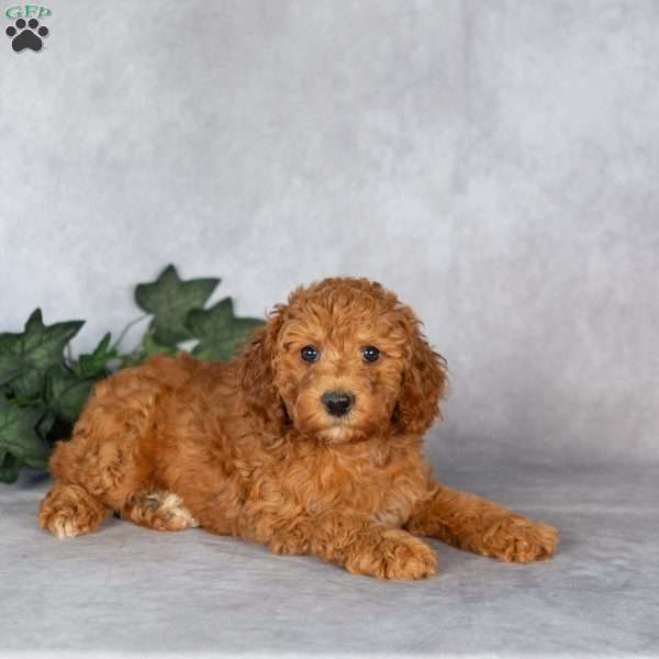 Elizabeth, Miniature Poodle Puppy